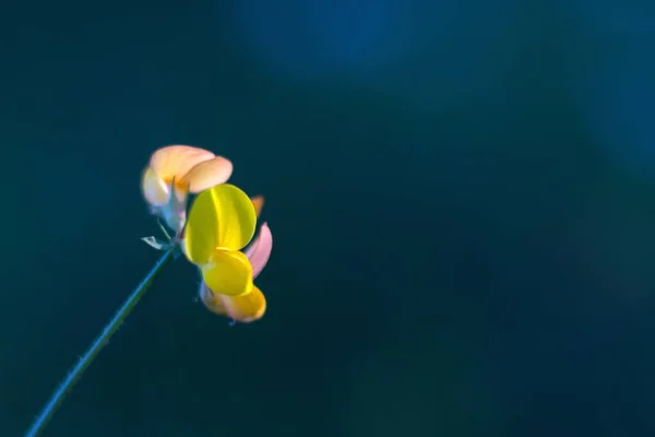 Bokeh Naturaleza Fondo Naturaleza Colores Verdes Luz Del Sol Hierba — Foto de Stock