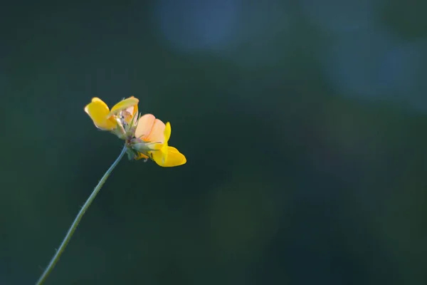 Bokeh Naturaleza Fondo Naturaleza Colores Verdes Luz Del Sol Hierba — Foto de Stock