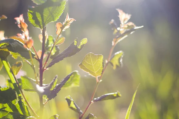 Bokeh Natureza Fundo Natureza Cores Verdes Luz Solar Grama Plantas — Fotografia de Stock