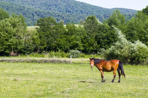 Koń Dolinie Pole Gruzji — Zdjęcie stockowe