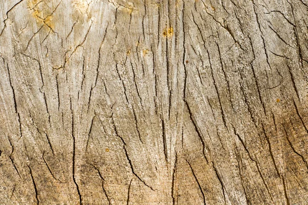 Дрова Дерев Яні Фонові Фотографії Текстура Куполоподібної Деревини Візерунок Дерева — стокове фото