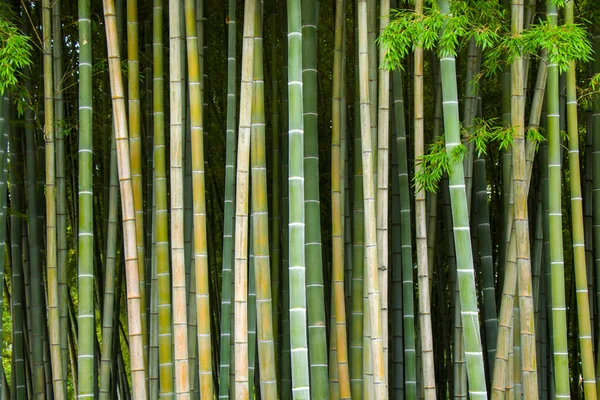 自然の壁紙と背景 トビリシの植物園の竹の木 — ストック写真