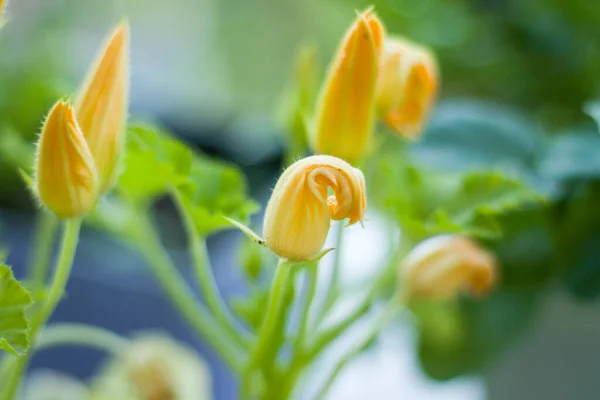 Zucchini Flower Macro Close Yellow Green Colors Background Beauty Nature — Stock Photo, Image