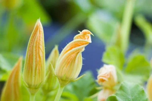 Zucchini Flor Macro Close Amarelo Verde Cores Fundo Beleza Natureza — Fotografia de Stock