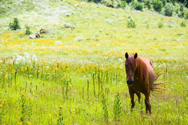 Portret Czerwonego Konia Dolinie Svaneti Gruzja — Zdjęcie stockowe