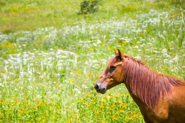 Portret Czerwonego Konia Dolinie Svaneti Gruzja — Zdjęcie stockowe