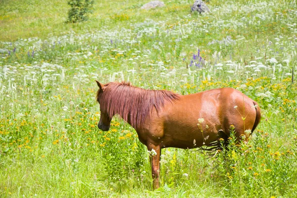 Portret Czerwonego Konia Dolinie Svaneti Gruzja — Zdjęcie stockowe