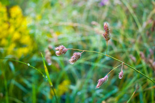 Gouttes Rosée Sur Les Plantes Les Fleurs Dans Champ Rosée — Photo