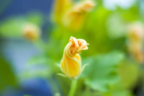 Macro Close Plant Flower Bokeh Nature Background Colorful Photo — Stock Photo, Image