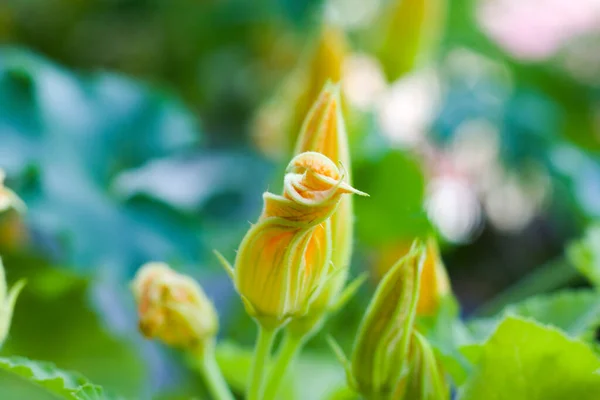 Makro Zbliżenie Roślinę Kwiat Bokeh Tło Natury Kolorowe Zdjęcie — Zdjęcie stockowe