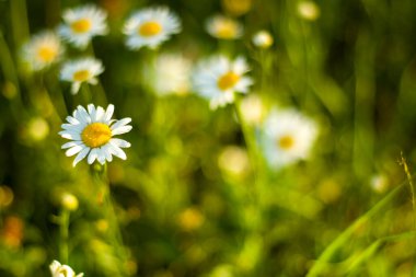 Tarlada papatya çiçeği, doğanın Bokeh 'i, doğa geçmişi. Çimlerin üzerinde güneş ışığı ve büyüyen bitkiler. Yeşil renkler.
