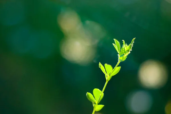 Bokeh Natureza Fundo Natureza Luz Solar Grama Plantas Crescimento Cores — Fotografia de Stock