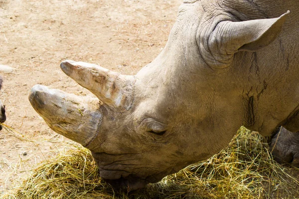 Портрет Носорога Тбіліському Зоопарку Грузія Фото Зблизька — стокове фото