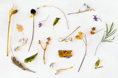 Kurumuş bitkileri ve beyaz arka planda çiçekleri olan bitkiler, yosun ve ahşap.
