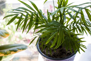 Ev bitkileri, yeşil palmiye ağacı, gün ışığı ve kapalı alan