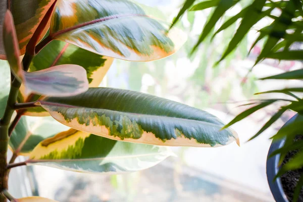 Ficus Elastica 家の植物の背景 緑の色と日光 氷山の葉 — ストック写真