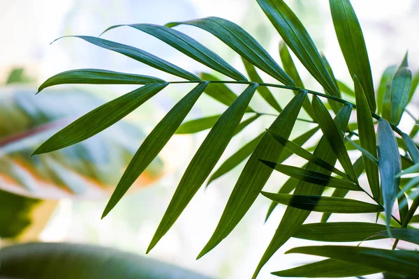 家の植物の背景 緑のヤシの装飾木 昼と屋内 — ストック写真