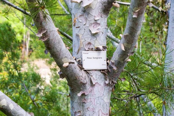 Pinus Bungeana Primer Plano Del Árbol Jardín Botánico Tiflis Georgia —  Fotos de Stock