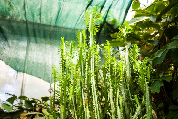 ジョージアのトビリシ植物園でのオレンジ色の熱帯植物と成長 — ストック写真