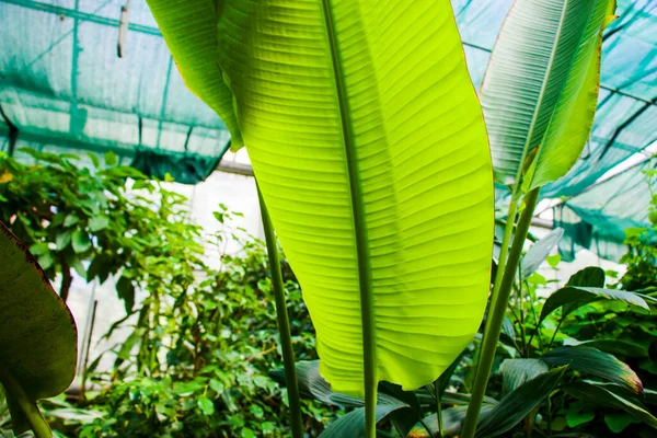 ジョージアのトビリシ植物園でのオレンジ色の熱帯植物と成長 — ストック写真