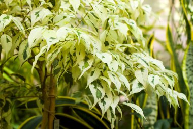 Turuncu tropikal bitkiler ve Tiflis botanik bahçesinde büyüme, Georgia