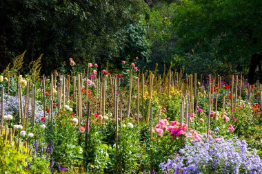 Kasımpatı bahçesi, çiçek arka planı, doğa güzelliği.