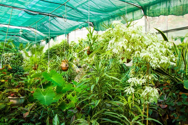 Orangery Tropical Plants Growth Tbilisi Botanical Garden Georgia — Foto de Stock