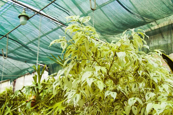 ジョージアのトビリシ植物園でのオレンジ色の熱帯植物と成長 — ストック写真