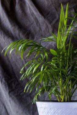 Kapalı palmiye ağacı, Krisalidokarpus Lutescens Areca bitkileri, ev dekorasyonu hava tesisleri.