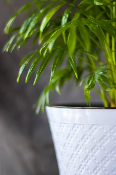 야자수 Cisalidocarpus Lutescens Areca Plants Home Decor Air Plants — 스톡 사진