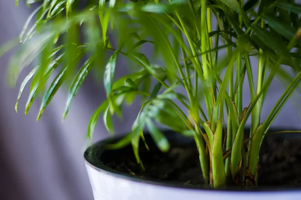 야자수 Cisalidocarpus Lutescens Areca Plants Home Decor Air Plants Room — 스톡 사진