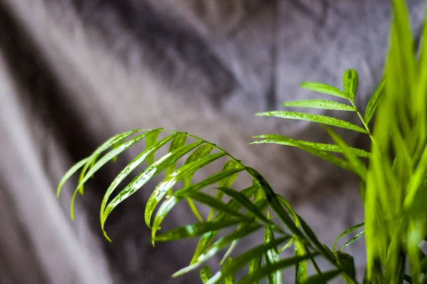 屋内ヤシの木 クリザリダコルス ルテセンスアレカ植物 部屋の家の装飾空気植物 — ストック写真