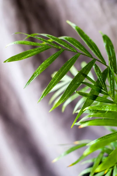 Palmeira Interior Chrysalidocarpus Lutescens Areca Plantas Plantas Decoração Home Quarto — Fotografia de Stock