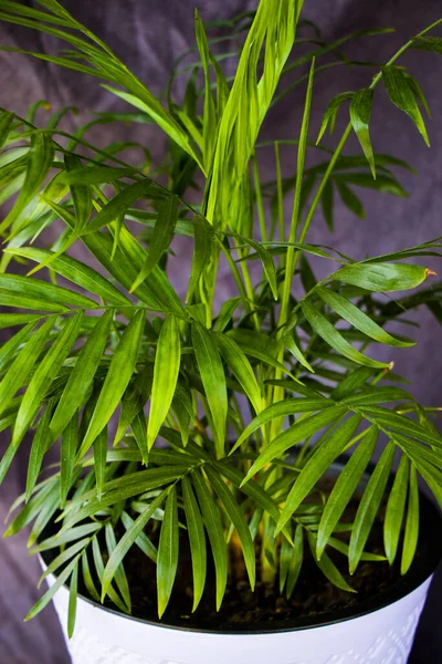 Εσωτερική Φοινικόδεντρο Chrysalidocarpus Lutescens Areca Φυτά Φυτά Αέρα Διακόσμηση Στο — Φωτογραφία Αρχείου