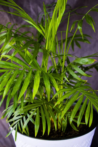 Kapalı palmiye ağacı, Krisalidokarpus Lutescens Areca bitkileri, oda dekorasyon tesisleri.