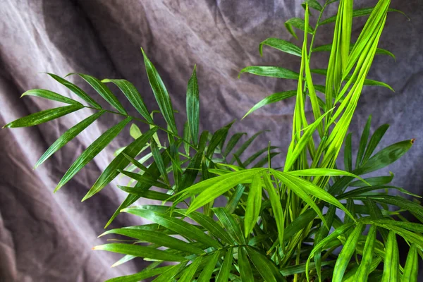 Palmeira Interior Chrysalidocarpus Lutescens Areca Plantas Plantas Decoração Home Quarto — Fotografia de Stock