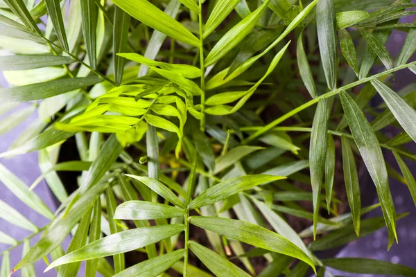 屋内ヤシの木 クリザリダコルス ルテセンスアレカ植物 部屋の家の装飾空気植物 — ストック写真