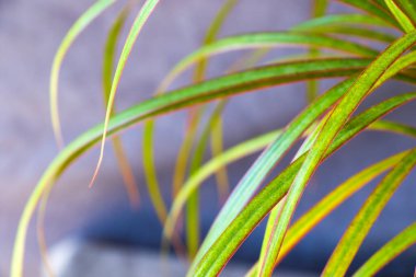 Ev bitkisi tropikal palmiyeler yakın çekim ve makro, bahçe işleri.