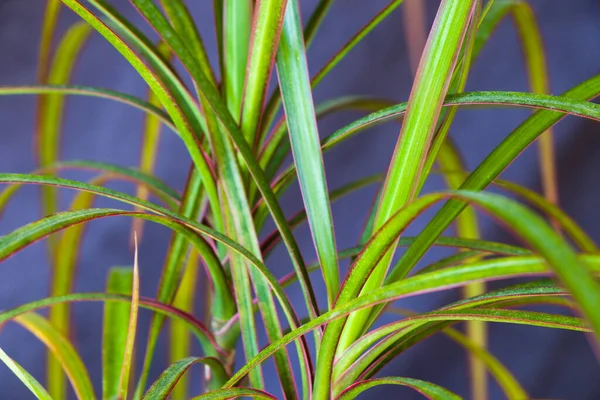 Gospodarstwo Domowe Tropikalne Palmy Zbliżenie Makro Ogrodnictwo — Zdjęcie stockowe