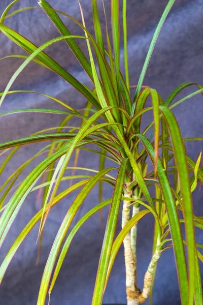 Zimmerpflanze Tropische Palme Nahaufnahme Und Makro Gartenarbeit — Stockfoto