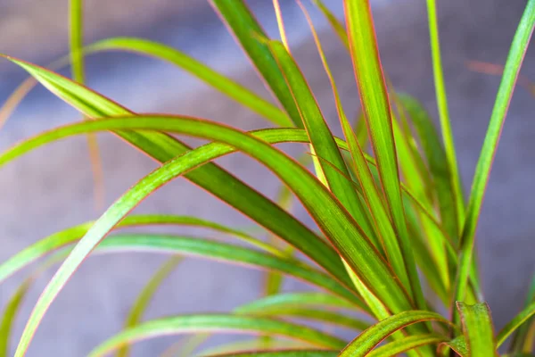 Houseplant Tropical Palm Close Macro Jardinagem — Fotografia de Stock