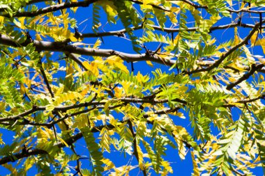 Botanik bahçesi, Akasya ağacı ve doğa geçmişi, gün ışığı ve açık hava