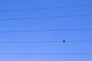 Mavi gökyüzü arka planında elektrik hattındaki kuş, çizgide oturan kuş güvercini.