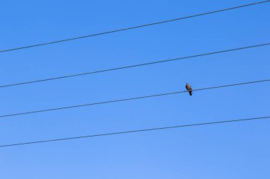 Mavi gökyüzü arka planında elektrik hattındaki kuş, çizgide oturan kuş güvercini.
