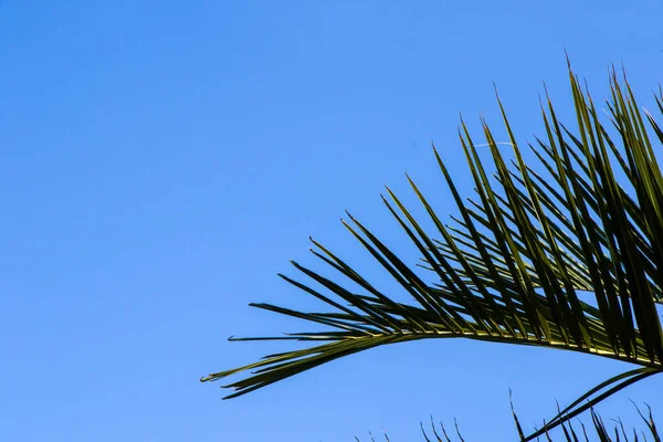 Palm Tree Leaves Nature Background Blue Sky Background — Stock Photo, Image