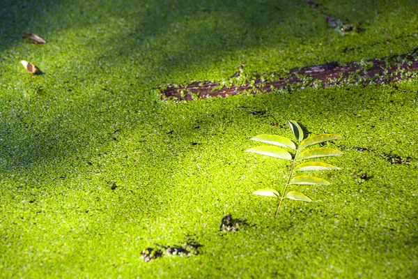Green Swamp Wetland Nature Background Daytime Outdoor — Stock Photo, Image