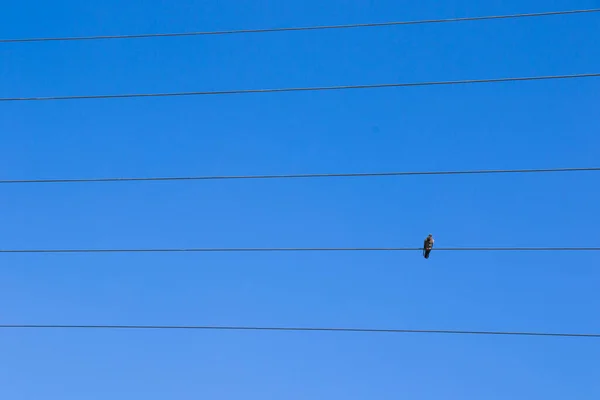 Πουλί Στην Ηλεκτρική Γραμμή Στο Φόντο Του Μπλε Ουρανού Περιστέρι — Φωτογραφία Αρχείου
