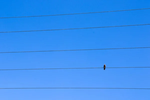 Πουλί Στην Ηλεκτρική Γραμμή Στο Φόντο Του Μπλε Ουρανού Περιστέρι — Φωτογραφία Αρχείου