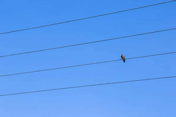 Bird on the electric line on the blue sky background, bird pigeon sitting on the line