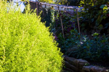 Tiflis botanik bahçesi, yeşil bitkiler ve doğa geçmişi, gün ışığı ve açık hava